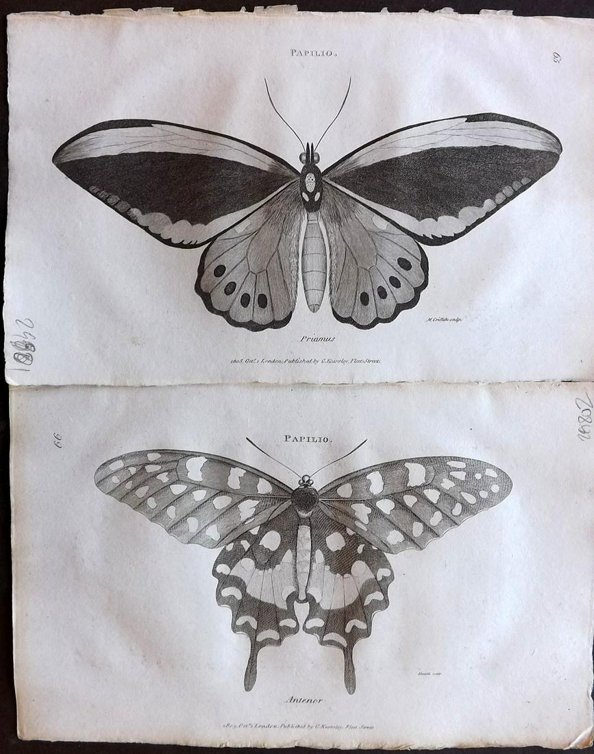 Shaw, George 1805 Pair of Butterfly Prints: Copper Plates Published 1800-26 by G.Kearsley, London for "General Zoology or Systematic Natural History" by George Shaw. Paper Size: 8.5 x 5.5 inch (24 x 16.5cm) Good Condition