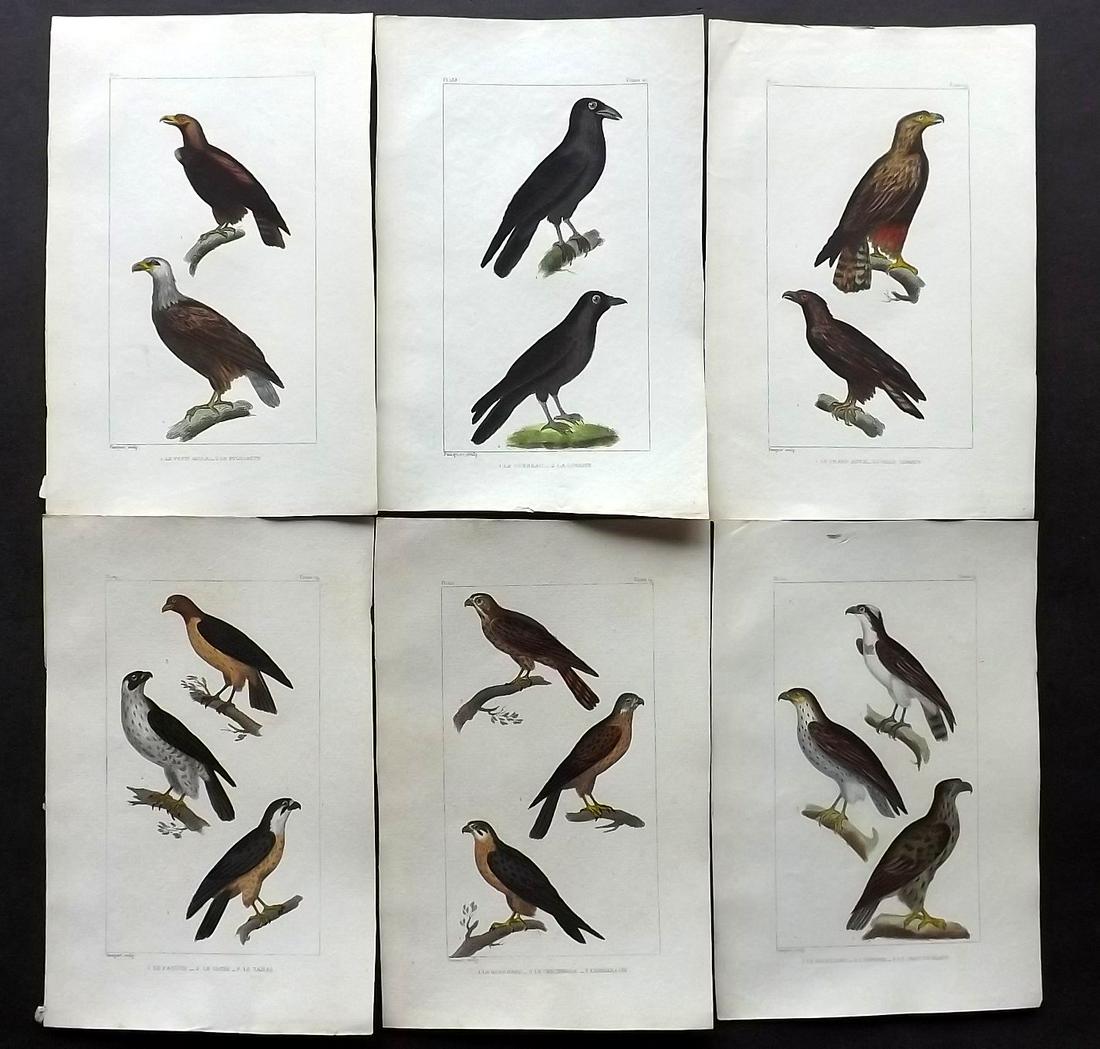 Buffon & Cuvier 1829 Lot of 6 Hand Col Bird Prints (1 of 2)