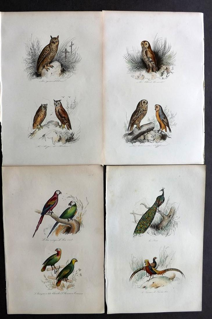 Buffon & Cuvier C1850 Lot of 4 HC Birds. Owl Parrot (1 of 2)