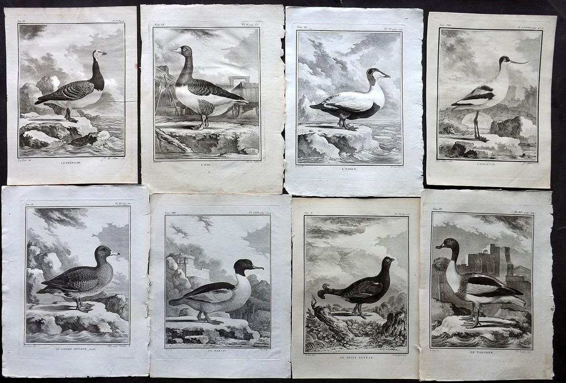 Buffon, Comte de C1770 Lot 8 First Edition Bird Prints: Copper Plates Published 1770-85 by Imprimerie Royale, Paris "Histoire Naturelle des Oiseaux" First Edition by Georges-Louis Leclerc, Comte de Buffon. Paper Size: 10 x 8 inch (26 x 20cm) Good Condition