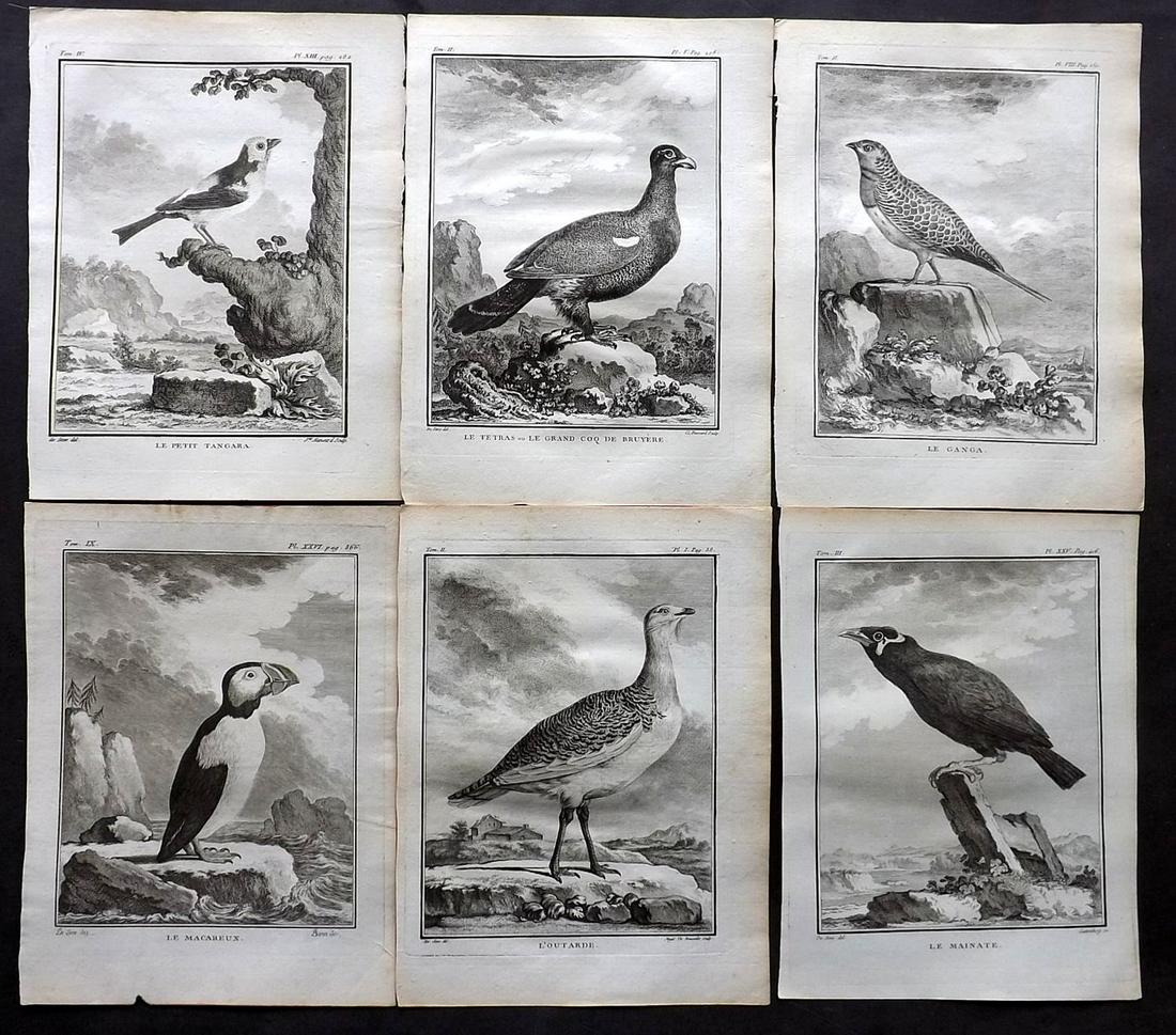 Buffon, Comte de C1770 Lot 6 First Edition Bird Prints: Copper Plates Published 1770-85 by Imprimerie Royale, Paris "Histoire Naturelle des Oiseaux" First Edition by Georges-Louis Leclerc, Comte de Buffon. Paper Size: 10 x 8 inch (26 x 20cm) Good Condition