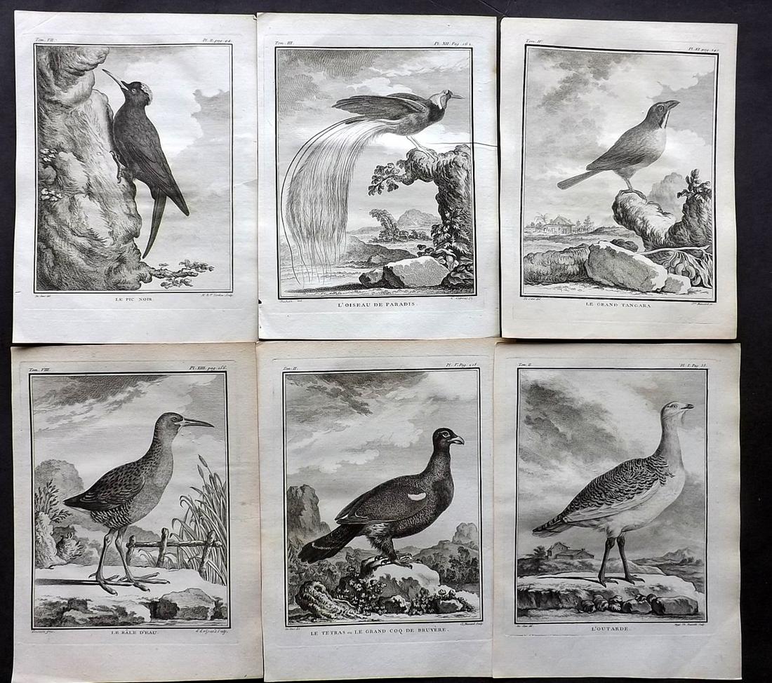 Buffon, Comte de C1770 Lot 6 First Edition Bird Prints: Copper Plates Published 1770-85 by Imprimerie Royale, Paris "Histoire Naturelle des Oiseaux" First Edition by Georges-Louis Leclerc, Comte de Buffon. Paper Size: 10 x 8 inch (26 x 20cm) Good Condition