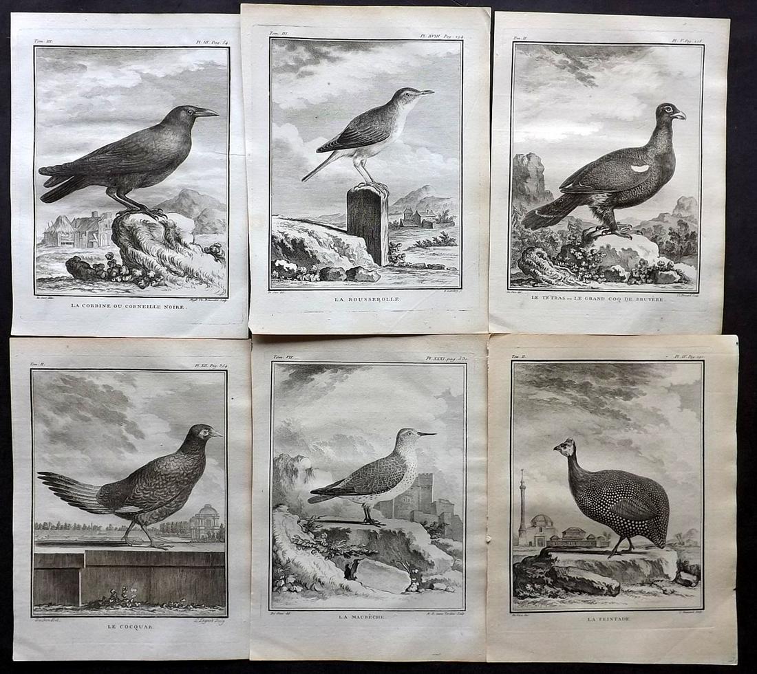 Buffon, Comte de C1770 Lot 6 First Edition Bird Prints: Copper Plates Published 1770-85 by Imprimerie Royale, Paris "Histoire Naturelle des Oiseaux" First Edition by Georges-Louis Leclerc, Comte de Buffon. Paper Size: 10 x 8 inch (26 x 20cm) Good Condition