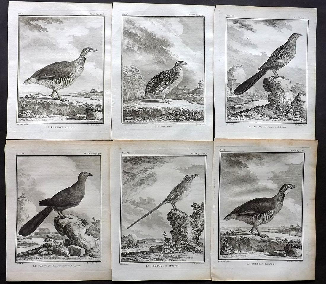 Buffon, Comte de C1770 Lot 6 First Edition Bird Prints: Copper Plates Published 1770-85 by Imprimerie Royale, Paris "Histoire Naturelle des Oiseaux" First Edition by Georges-Louis Leclerc, Comte de Buffon. Paper Size: 10 x 8 inch (26 x 20cm) Good Condition