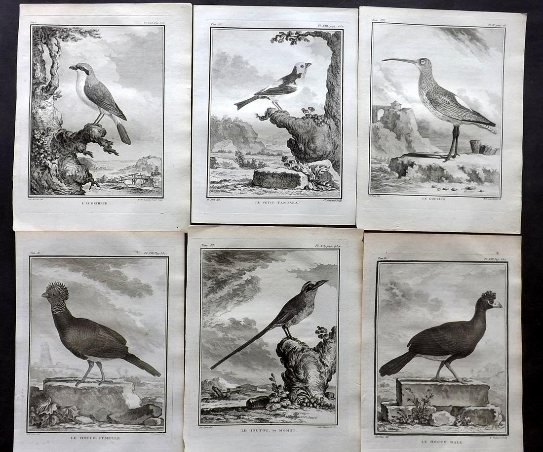 Buffon, Comte de C1770 Lot 6 First Edition Bird Prints: Copper Plates Published 1770-85 by Imprimerie Royale, Paris "Histoire Naturelle des Oiseaux" First Edition by Georges-Louis Leclerc, Comte de Buffon. Paper Size: 10 x 8 inch (26 x 20cm) Good Condition