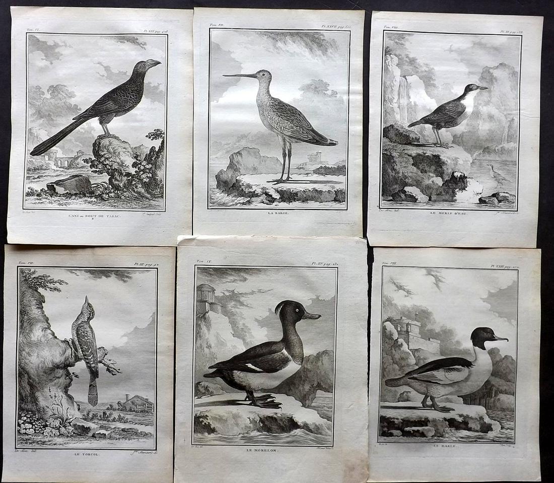 Buffon, Comte de C1770 Lot 6 First Edition Bird Prints: Copper Plates Published 1770-85 by Imprimerie Royale, Paris "Histoire Naturelle des Oiseaux" First Edition by Georges-Louis Leclerc, Comte de Buffon. Paper Size: 10 x 8 inch (26 x 20cm) Good Condition