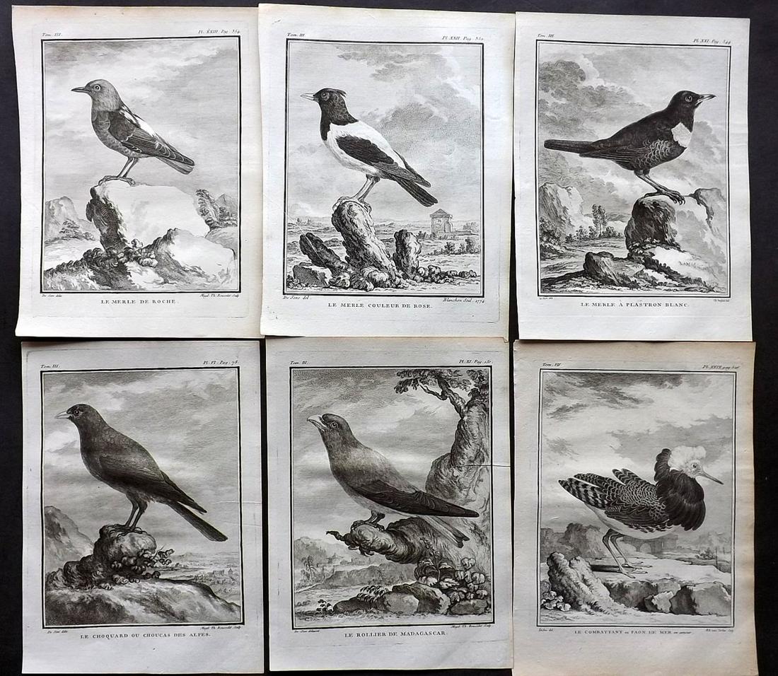 Buffon, Comte de C1770 Lot 6 First Edition Bird Prints: Copper Plates Published 1770-85 by Imprimerie Royale, Paris "Histoire Naturelle des Oiseaux" First Edition by Georges-Louis Leclerc, Comte de Buffon. Paper Size: 10 x 8 inch (26 x 20cm) Good Condition