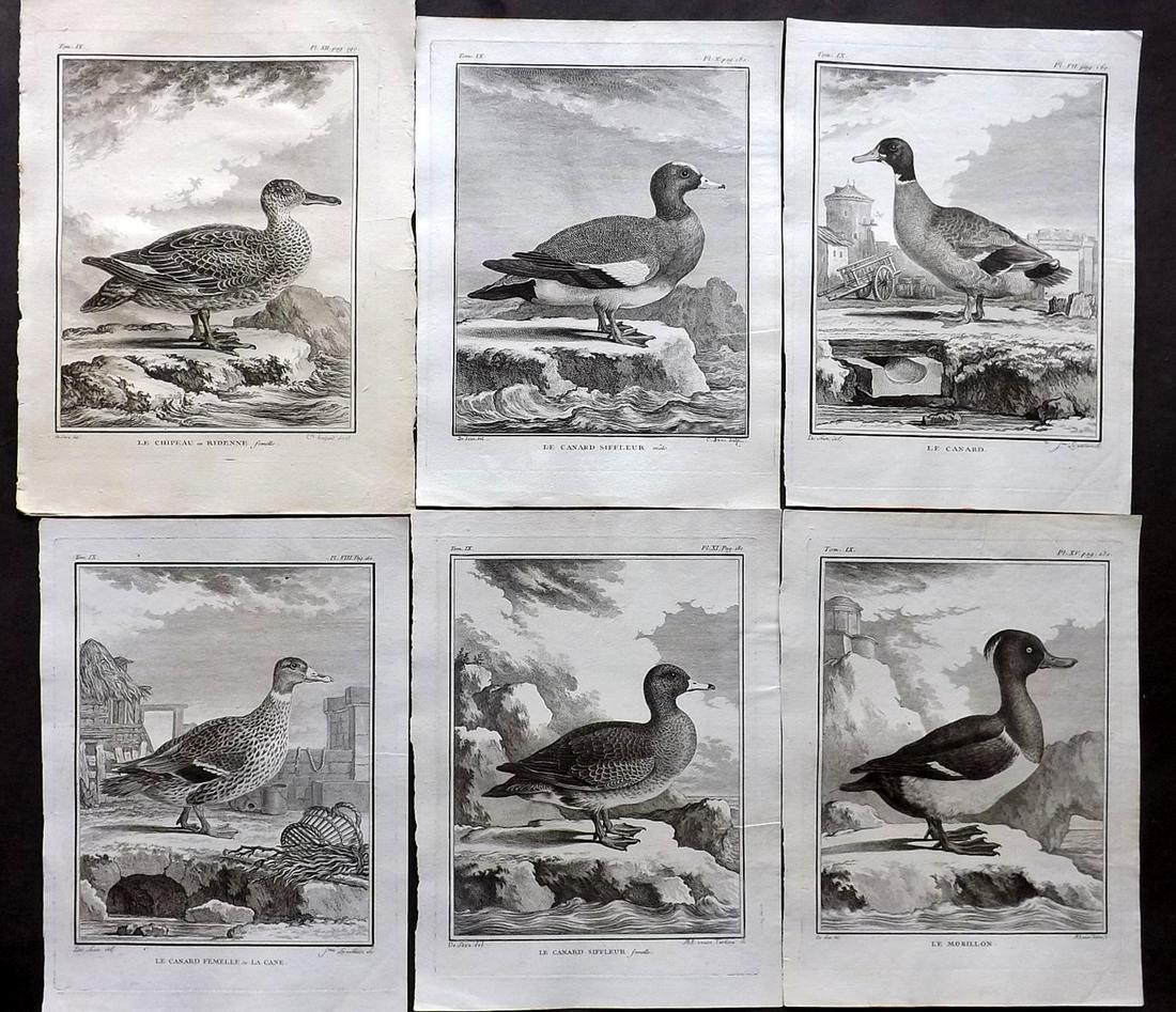 Buffon, Comte de C1770 Lot 6 First Edition Bird Prints: Copper Plates Published 1770-85 by Imprimerie Royale, Paris "Histoire Naturelle des Oiseaux" First Edition by Georges-Louis Leclerc, Comte de Buffon. Paper Size: 10 x 8 inch (26 x 20cm) Good Condition