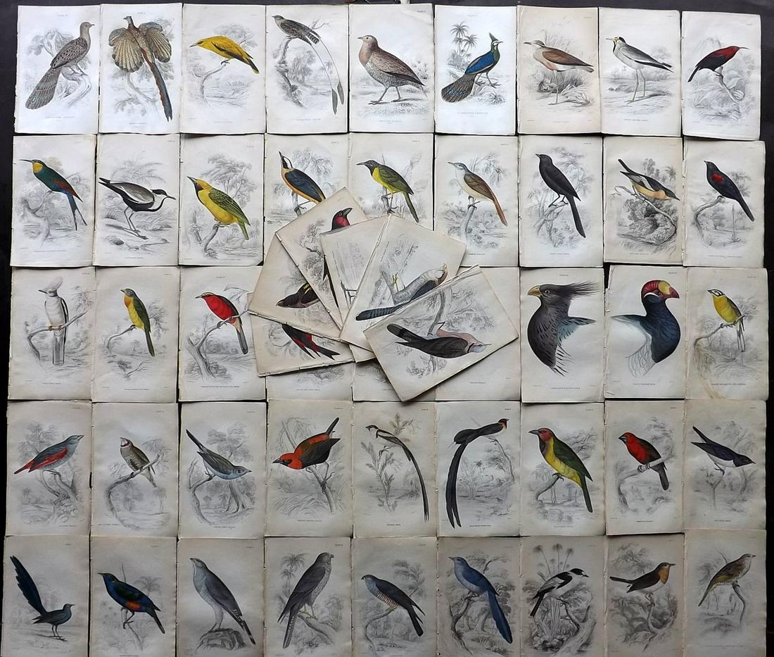 Jardine, William C1840 Lot of 50 Hand Col Bird Prints (1 of 6)