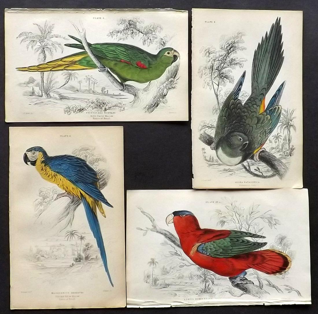 Jardine, William C1840 Lot of 4 HC Bird Prints. Parrots (1 of 2)