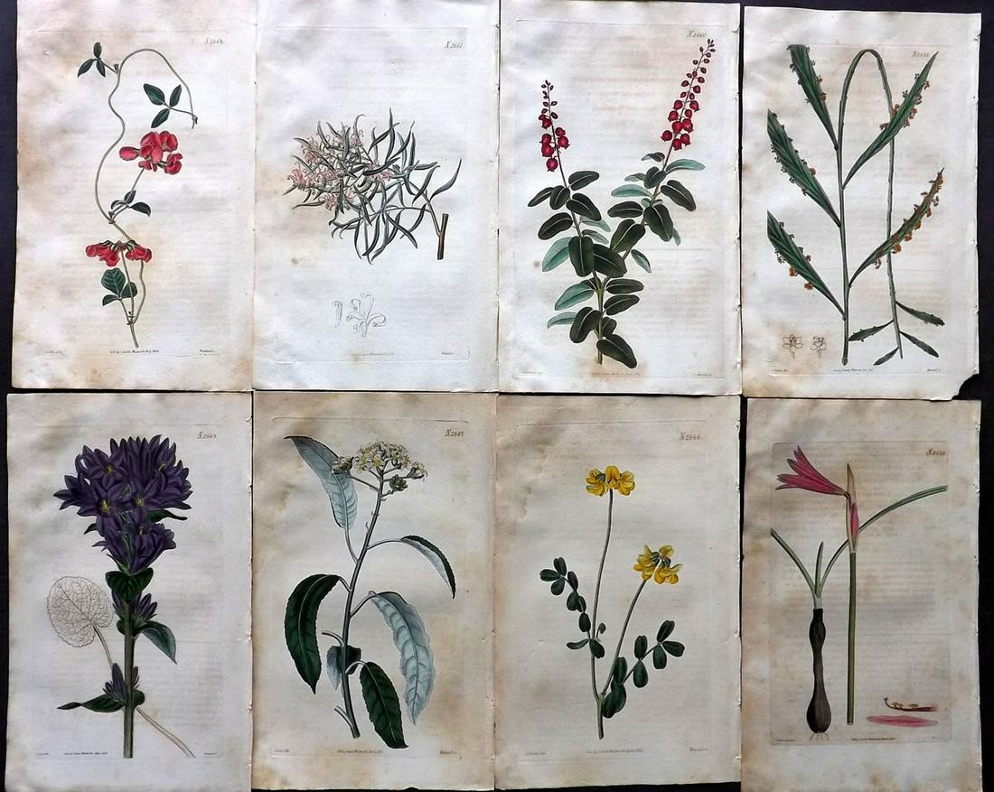 Curtis, William 1825 Lot of 8 HCol Botanical Prints (1 of 2)