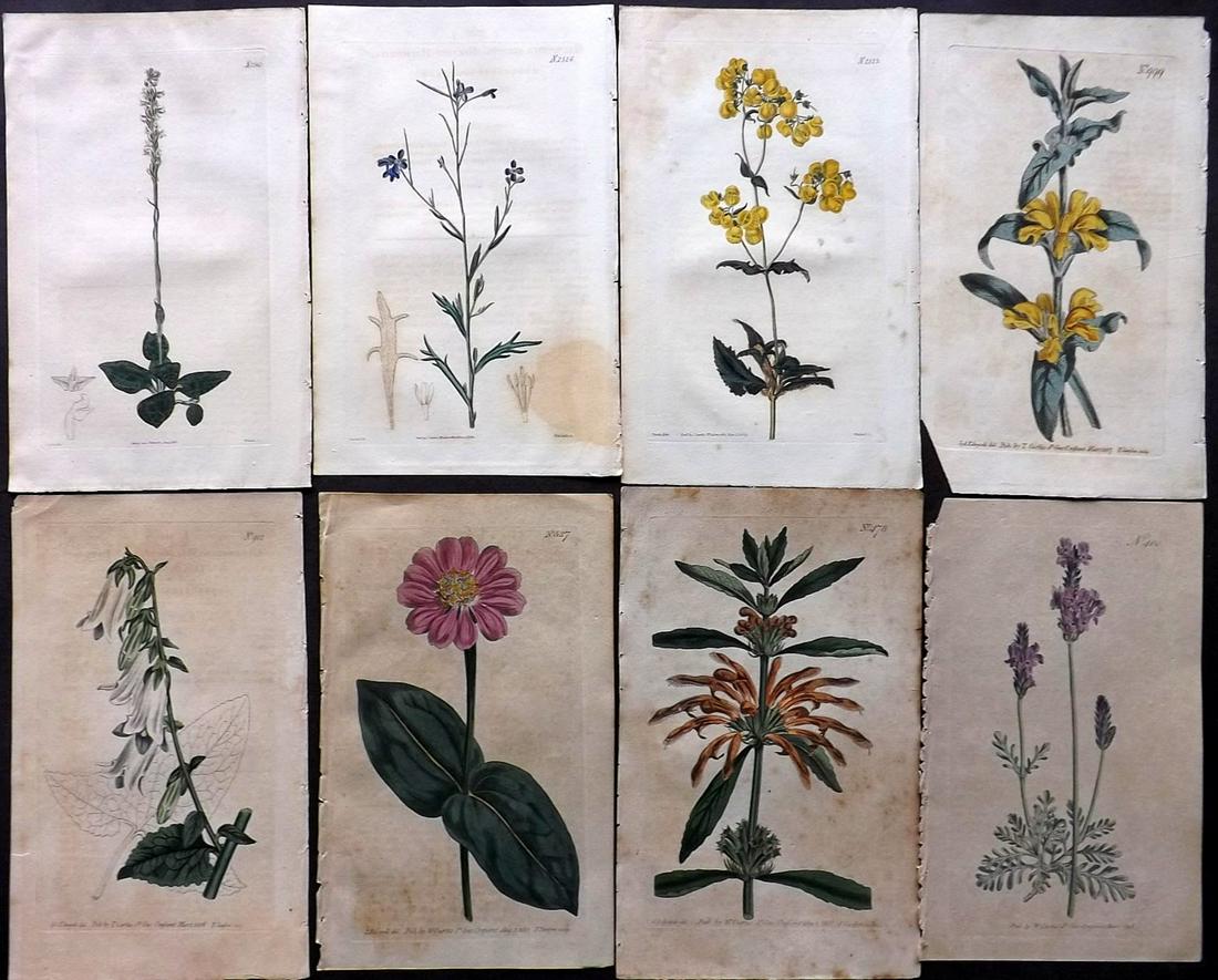 Curtis, William 1825 Lot of 8 HCol Botanical Prints (1 of 2)