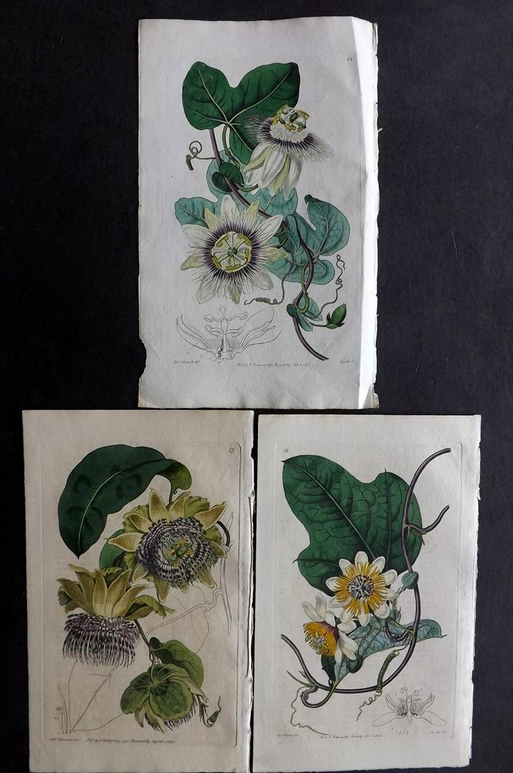 Edwards, Sydenham C1820's Lot 3 Prints. Passion Flowers (1 of 2)