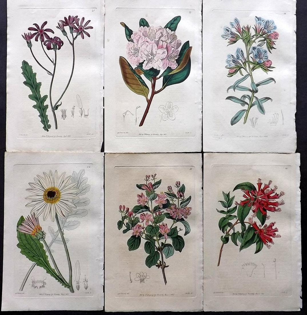 Edwards, Sydenham C1820's Lot of 6 HC Botanical Prints (1 of 2)