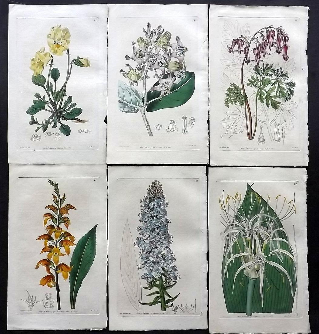 Edwards, Sydenham C1820's Lot of 6 HC Botanical Prints (1 of 2)
