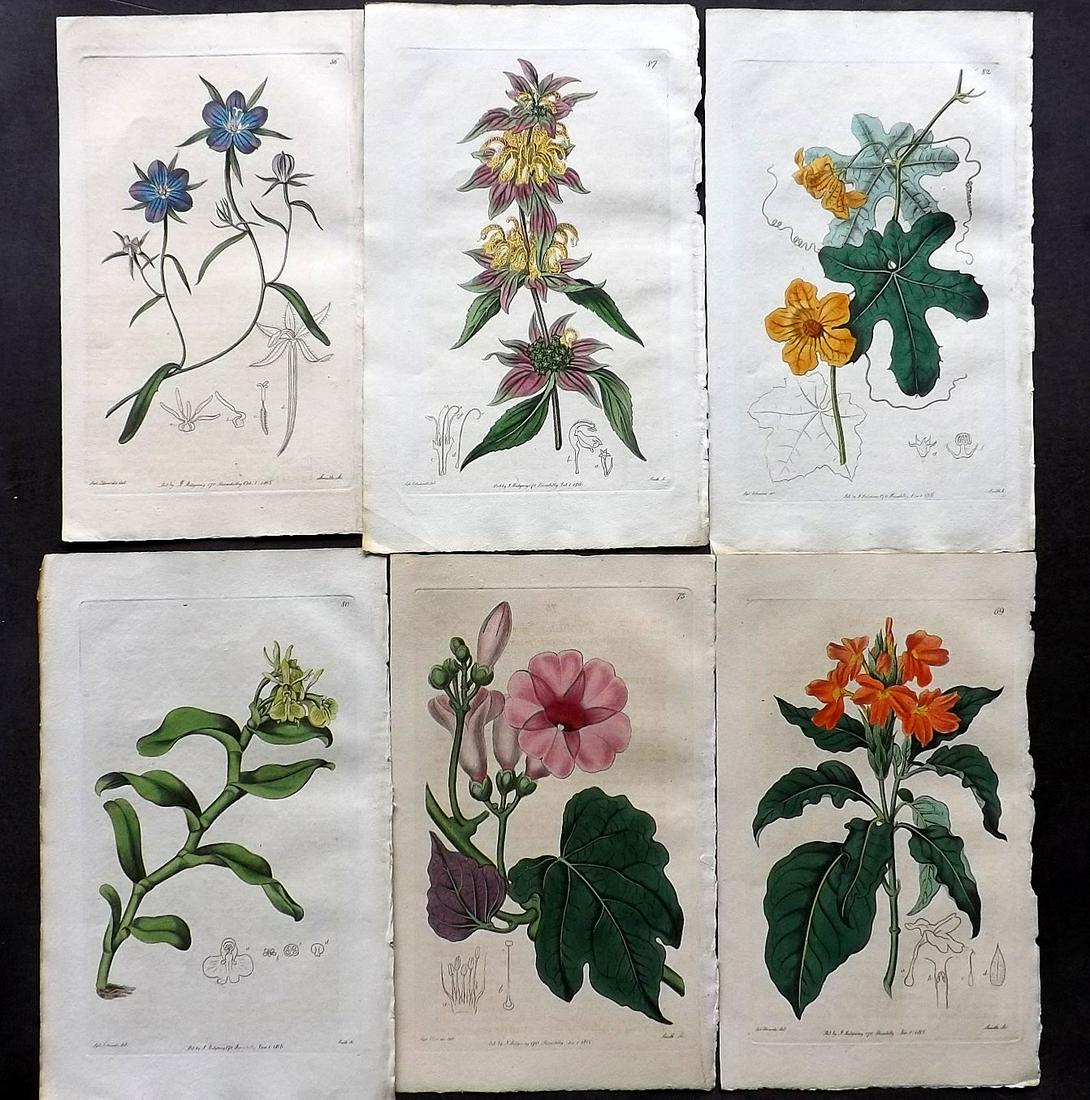 Edwards, Sydenham C1820's Lot of 6 HC Botanical Prints (1 of 2)