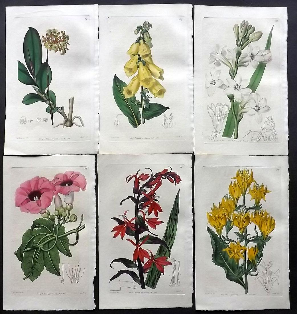 Edwards, Sydenham C1820's Lot of 6 HC Botanical Prints (1 of 2)