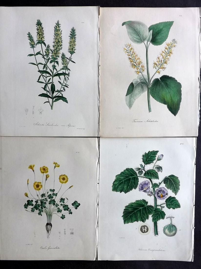 Knowles & Westcott 1837 Lot of 4 HCol Botanical Prints (1 of 2)