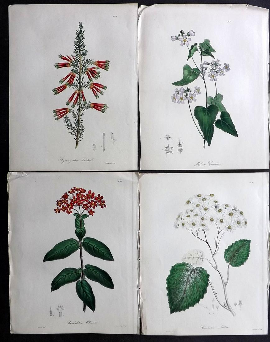 Knowles & Westcott 1837 Lot of 4 HCol Botanical Prints (1 of 2)