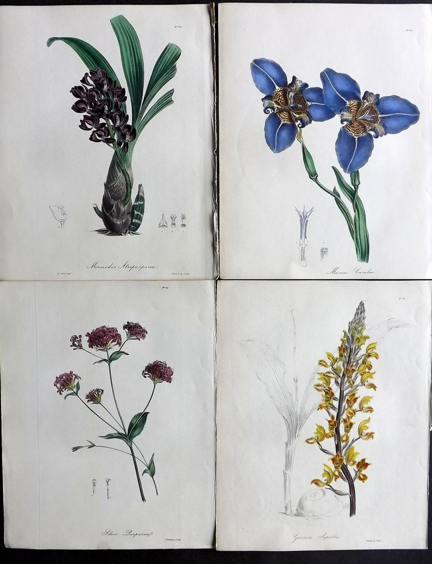 Knowles & Westcott 1837 Lot of 4 HCol Botanical Prints (1 of 2)