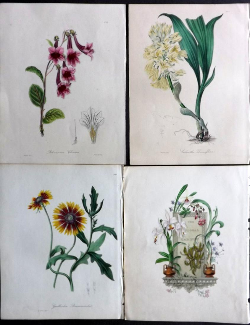 Knowles & Westcott 1837 Lot of 4 HCol Botanical Prints (1 of 2)