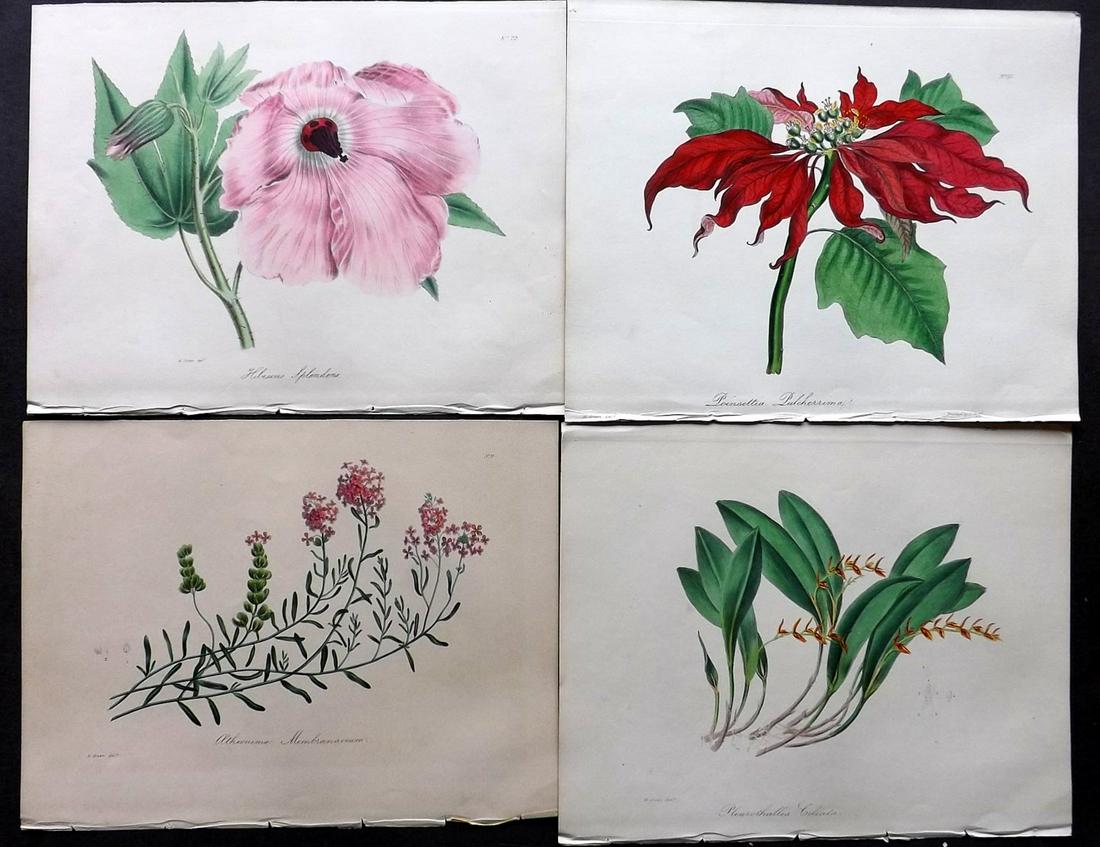 Knowles & Westcott 1837 Lot of 4 HCol Botanical Prints (1 of 2)