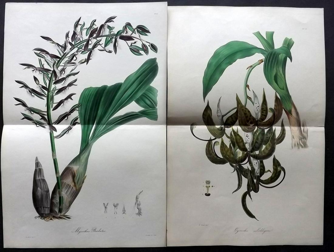 Knowles & Westcott 1837 Pair of LG Hand Col Orchids (1 of 2)