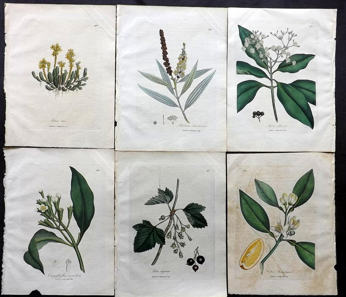 Woodville, William 1810 Lot of 6 HCol Botanical Prints: Hand Coloured Etchings Published 1810, London for "Medical Botany" by William Woodville. With accompanying descriptive text. Paper Size: 9 x 7 inch (23 x 18cm) Some toning present.