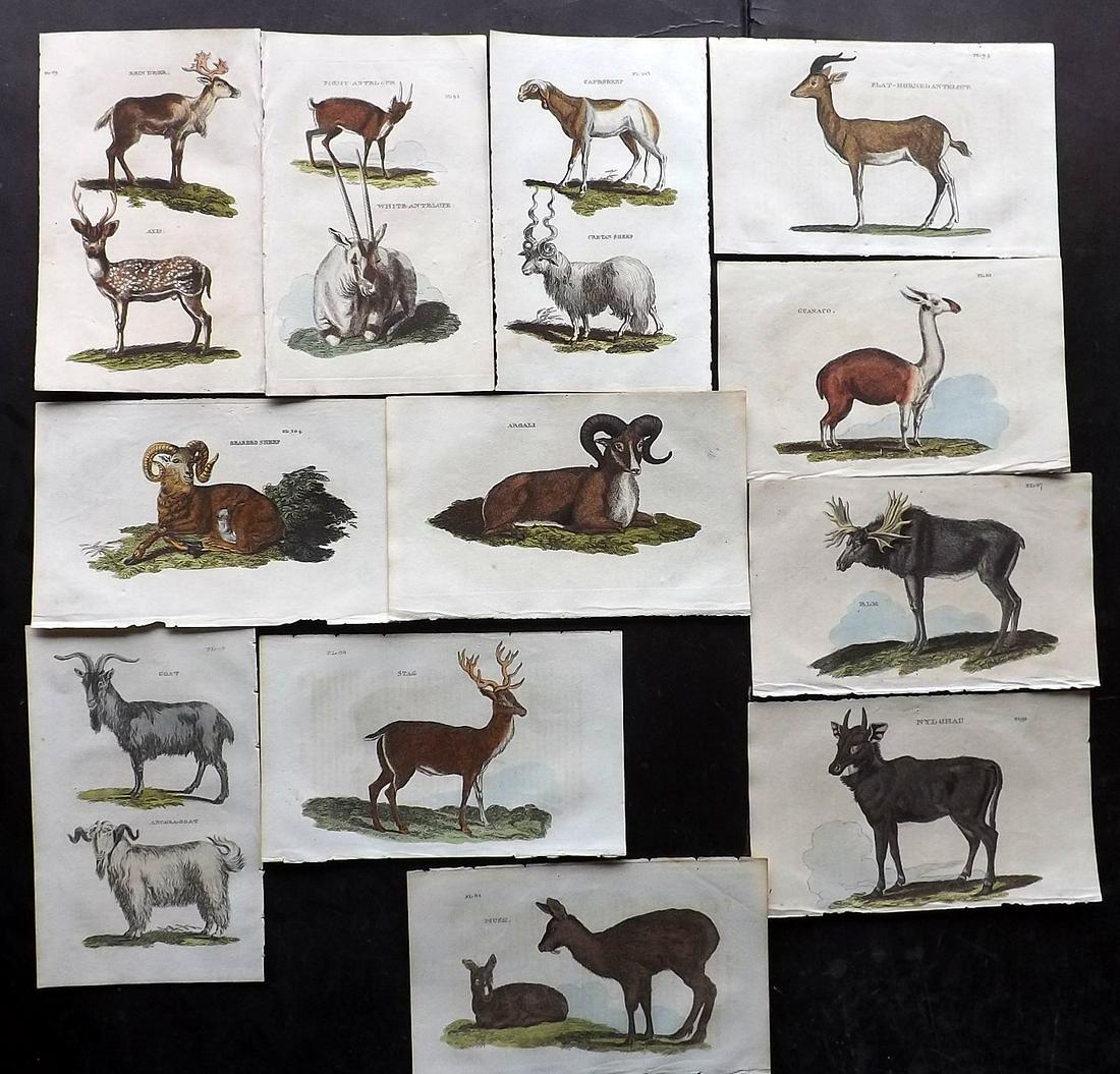 Brightly (Pub) 1811 Lot 12 Prints. Deer Goats Anelopes (1 of 2)