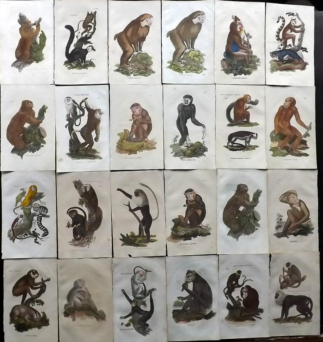 Brightly (Pub) 1811 Lot 24 HC Prints. Primates Monkeys (1 of 2)