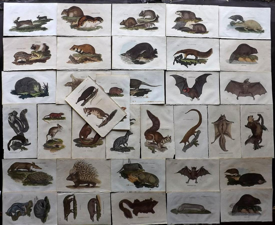 Brightly (Pub) 1811 Lot 35 HC Prints. Rodents Bats etc (1 of 3)