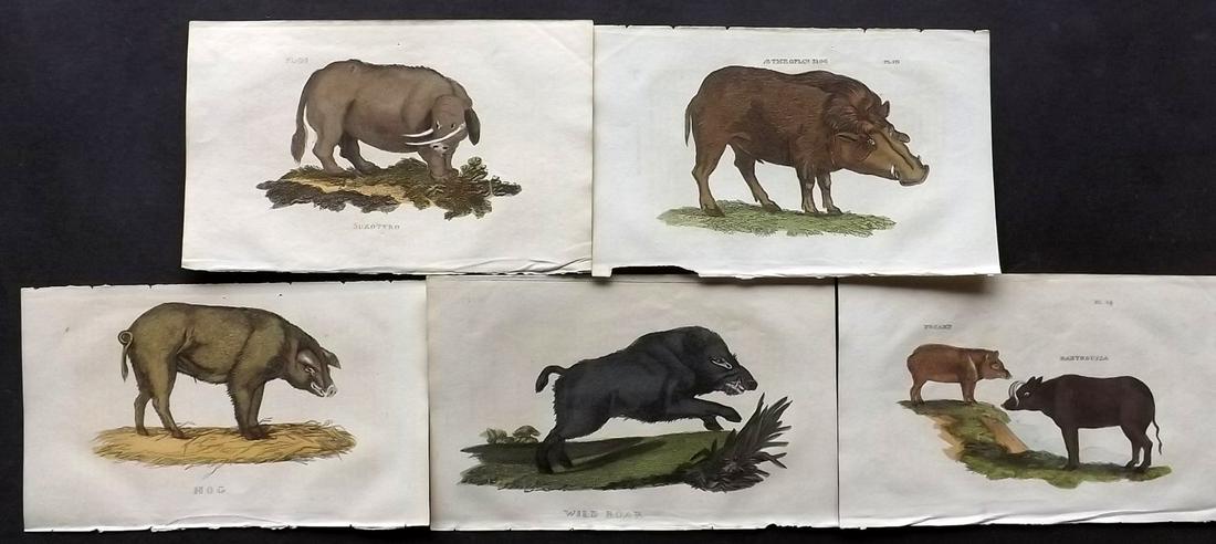 Brightly (Pub) 1811 Lot of 5 HC Prints. Pigs, Hogs: Hand Colored Copper Plates Published 1811 by Brightly & Co, Bungay for "The Natural History of Quadrupeds and Cetaceous Animals" By Various Authors. Paper Size: 8 x 5 inch (20 x 13cm) Minor toning/bro