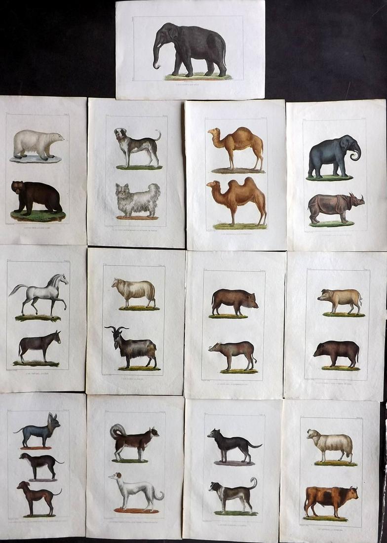 Buffon & Cuvier 1829 Lot of 13 Hand Col Prints (1 of 2)