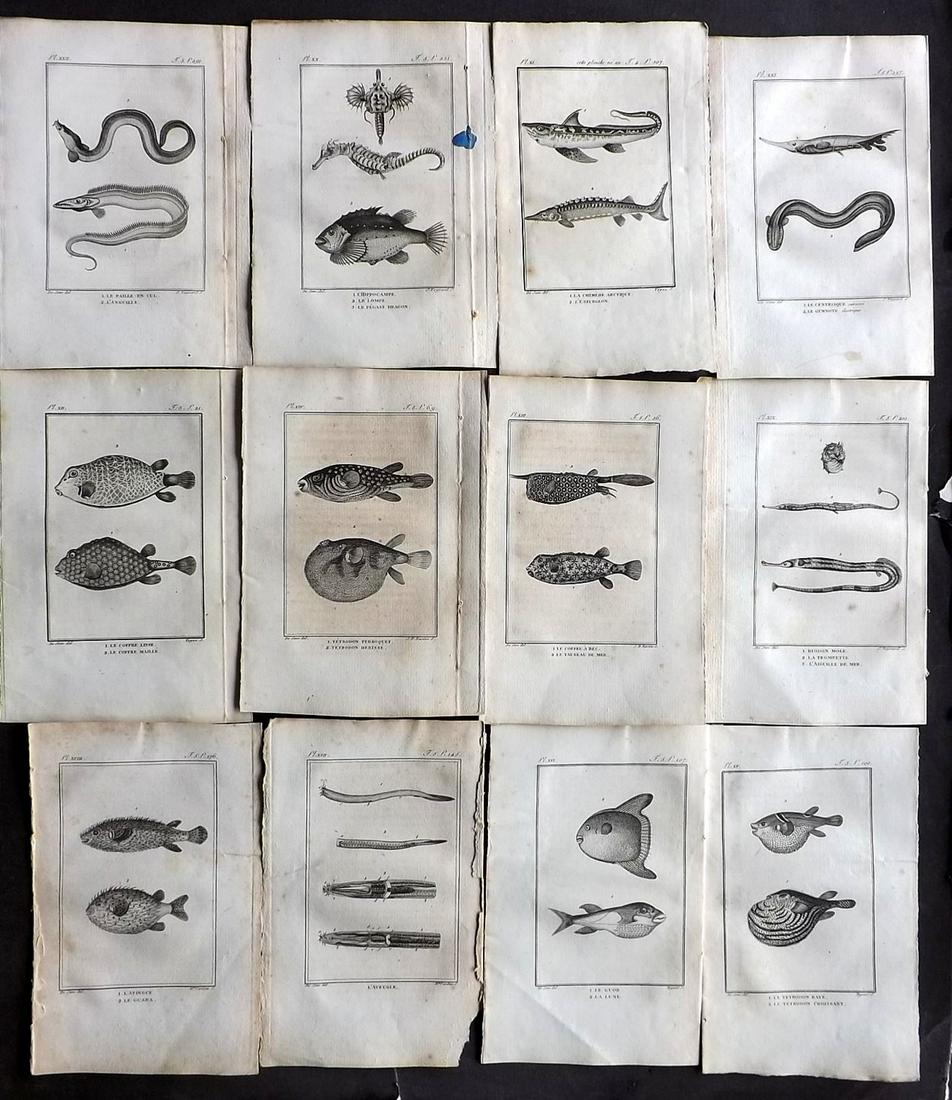 Buffon & Sonnini 1800's Lot of 12 Fish Prints: Copper Plates Published 1799-1808, Paris for "Histoire naturelle gnrale et particulire" by the Comte de Buffon and Charles Nicolas Sigisbert Sonnini. Paper Size: 8 x 5 inch (20 x 13cm) Good Condition 