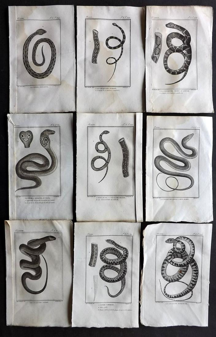 Buffon & Sonnini 1800's Lot of 9 Snake Prints (1 of 2)