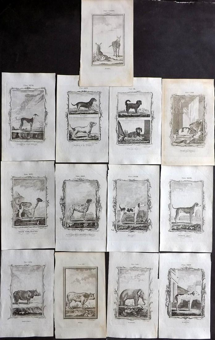 Buffon, Comte de 1812 Lot of 13 Animal Prints: Incl many good animals - Rhino, Elephant, etc. Copper Plates Published 1812 by T.Cadell, W.Davies and others, London for "Natural History, general and particular, by the Count de Buffon" Translated by