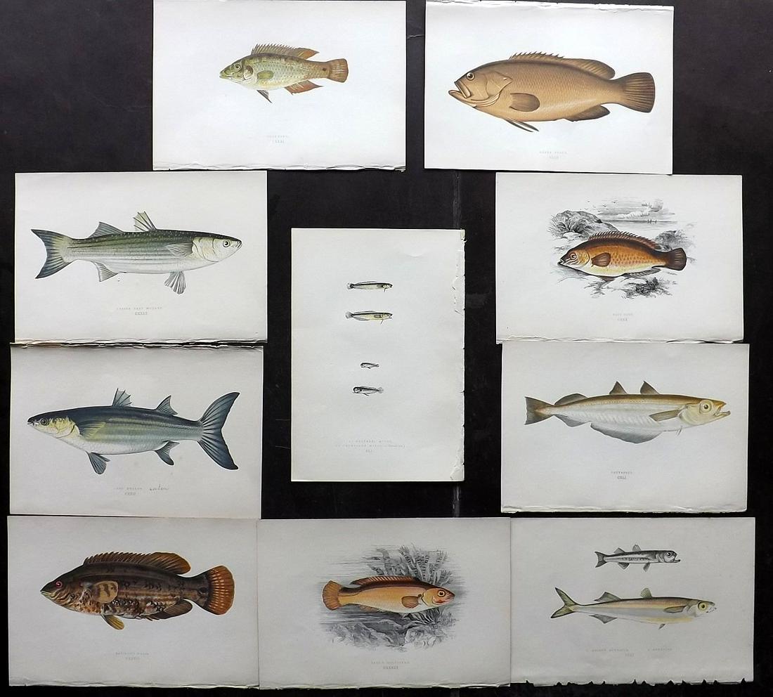 Couch, Jonathan 1877 Lot of 10 Fish Prints: Color Printed Woodblocks Published 1877, London for "A History of the Fishes of the British Islands" by Jonathan Couch. Paper Size: 9.5 x 6.5 inch (24 x 16.5cm) Good Condition