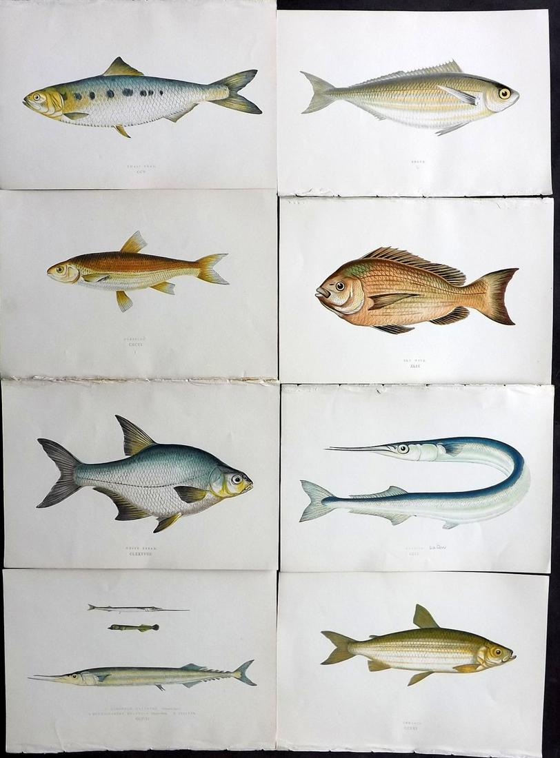 Couch, Jonathan 1877 Lot of 8 Fish Prints: Color Printed Woodblocks Published 1877, London for "A History of the Fishes of the British Islands" by Jonathan Couch. Paper Size: 9.5 x 6.5 inch (24 x 16.5cm) Good Condition