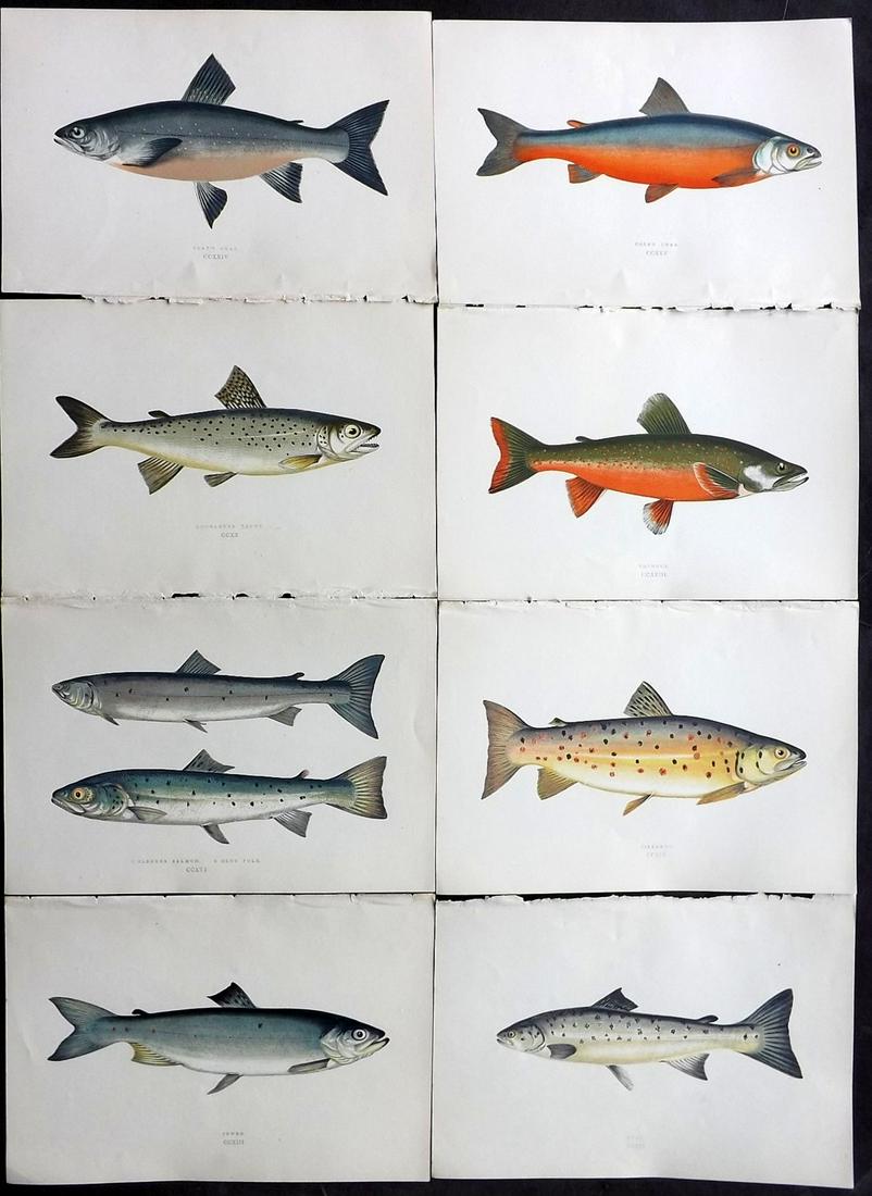 Couch, Jonathan 1877 Lot of 8 Fish Prints: Color Printed Woodblocks Published 1877, London for "A History of the Fishes of the British Islands" by Jonathan Couch. Paper Size: 9.5 x 6.5 inch (24 x 16.5cm) Good Condition