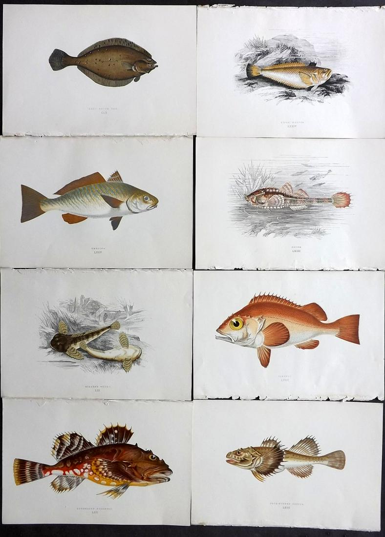 Couch, Jonathan 1877 Lot of 8 Fish Prints: Color Printed Woodblocks Published 1877, London for "A History of the Fishes of the British Islands" by Jonathan Couch. Paper Size: 9.5 x 6.5 inch (24 x 16.5cm) Good Condition