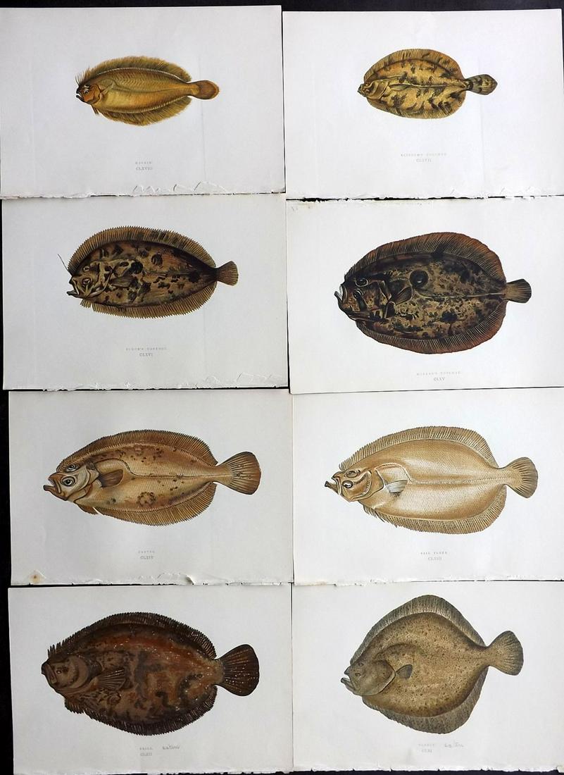 Couch, Jonathan 1877 Lot of 8 Fish Prints: Color Printed Woodblocks Published 1877, London for "A History of the Fishes of the British Islands" by Jonathan Couch. Paper Size: 9.5 x 6.5 inch (24 x 16.5cm) Good Condition