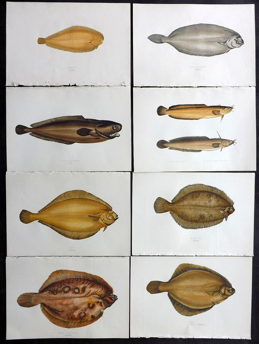 Couch, Jonathan 1877 Lot of 8 Fish Prints: Color Printed Woodblocks Published 1877, London for "A History of the Fishes of the British Islands" by Jonathan Couch. Paper Size: 9.5 x 6.5 inch (24 x 16.5cm) Good Condition