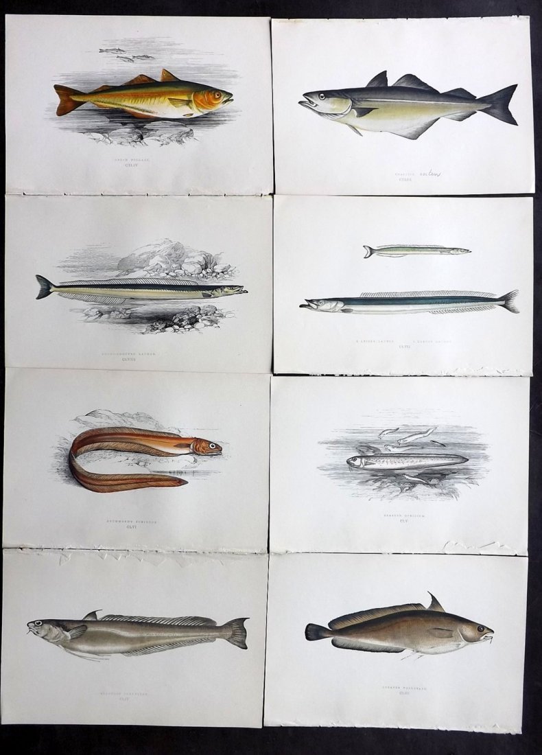Couch, Jonathan 1877 Lot of 8 Fish Prints: Color Printed Woodblocks Published 1877, London for "A History of the Fishes of the British Islands" by Jonathan Couch. Paper Size: 9.5 x 6.5 inch (24 x 16.5cm) Good Condition