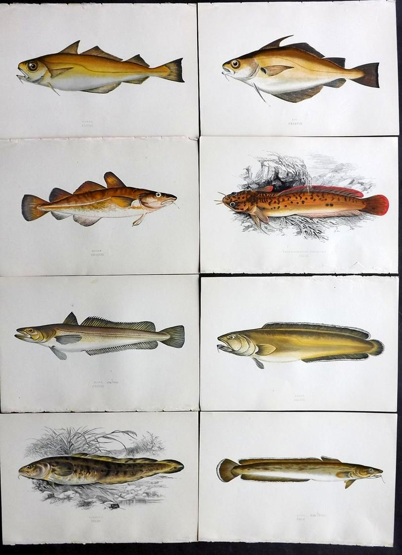 Couch, Jonathan 1877 Lot of 8 Fish Prints: Color Printed Woodblocks Published 1877, London for "A History of the Fishes of the British Islands" by Jonathan Couch. Paper Size: 9.5 x 6.5 inch (24 x 16.5cm) Good Condition