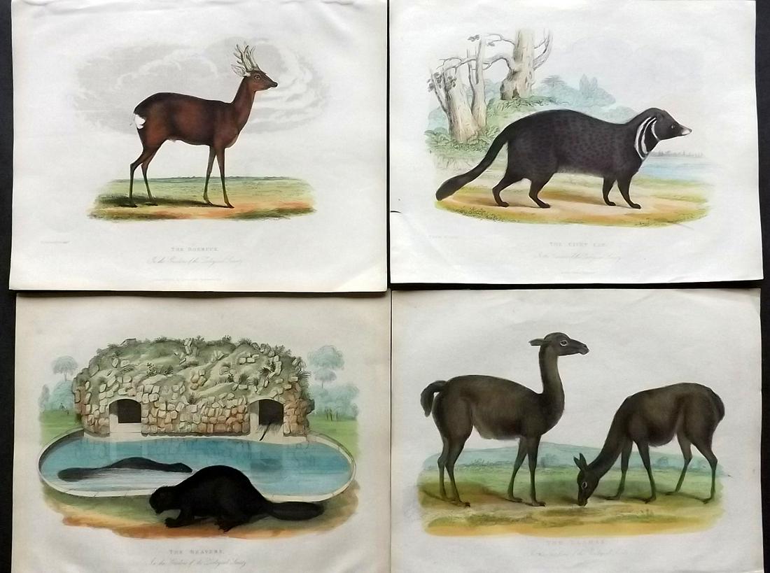 Husih, Robert 1830 Lot of 4 Hand Col Animal Prints (1 of 2)