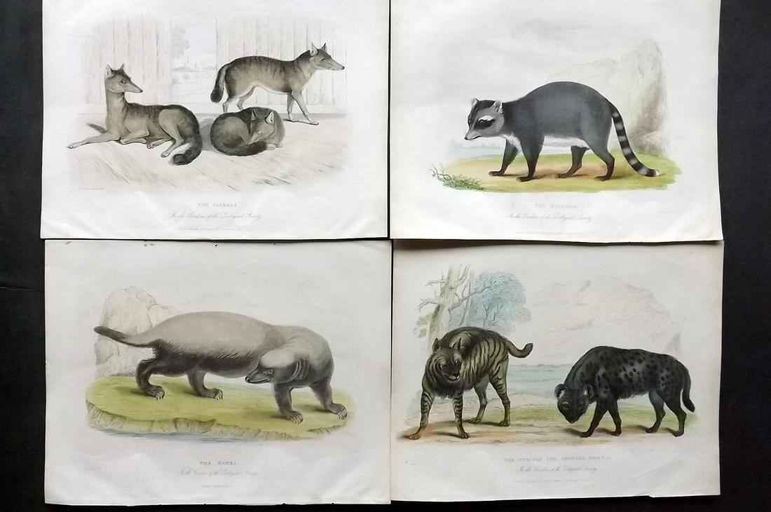 Husih, Robert 1830 Lot of 4 Hand Col Animal Prints (1 of 2)