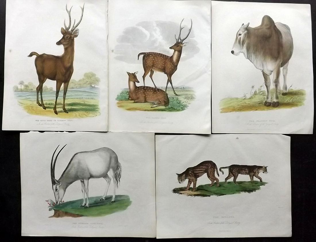 Husih, Robert 1830 Lot of 5 Hand Col Animal Prints (1 of 2)
