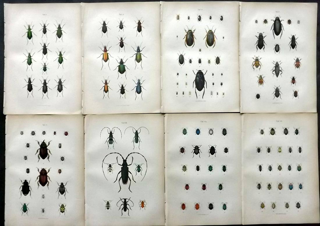Jager & Calwer 1883 Lot of 8 Hand Col Insect Prints: Hand Colored Lithographs Published 1883, Stuttgart for "Ka?ferbuch; Naturgeschichte der Ka?fer Europas" by C. G. Calwer and Prof. G. Jager. Paper Size: 9 x 6 inch (23 x 15cm) Good Condition