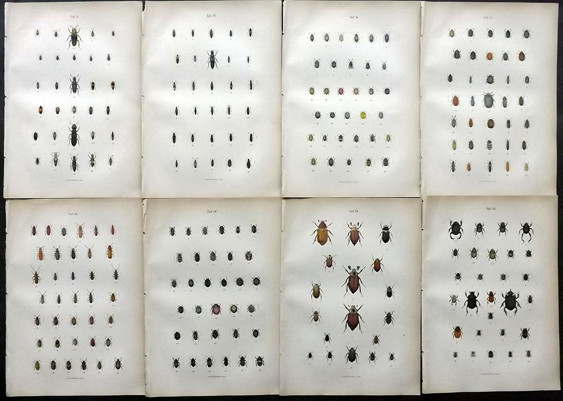 Jager & Calwer 1883 Lot of 8 Hand Col Insect Prints: Hand Colored Lithographs Published 1883, Stuttgart for "Ka?ferbuch; Naturgeschichte der Ka?fer Europas" by C. G. Calwer and Prof. G. Jager. Paper Size: 9 x 6 inch (23 x 15cm) Good Condition