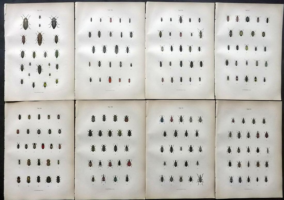 Jager & Calwer 1883 Lot of 8 Hand Col Insect Prints: Hand Colored Lithographs Published 1883, Stuttgart for "Ka?ferbuch; Naturgeschichte der Ka?fer Europas" by C. G. Calwer and Prof. G. Jager. Paper Size: 9 x 6 inch (23 x 15cm) Good Condition